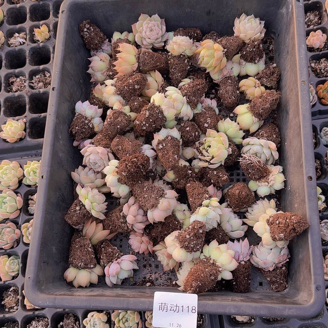 直播一物一拍多肉118