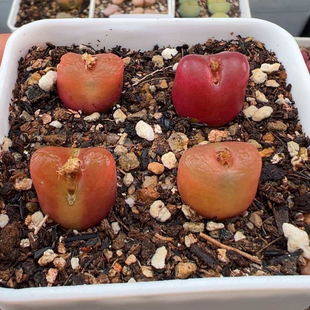 1.23好看的多肉476