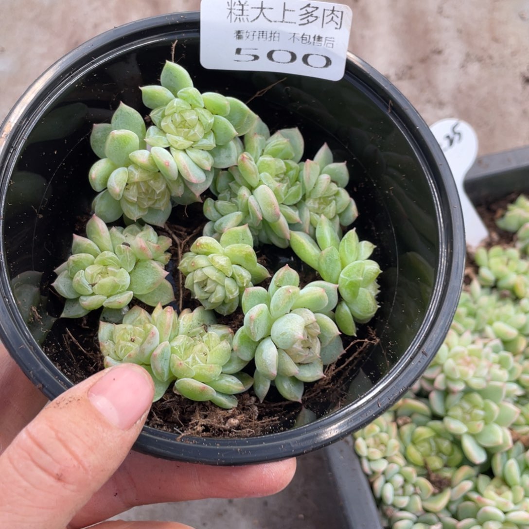 肉***肉糕大上多肉植物500