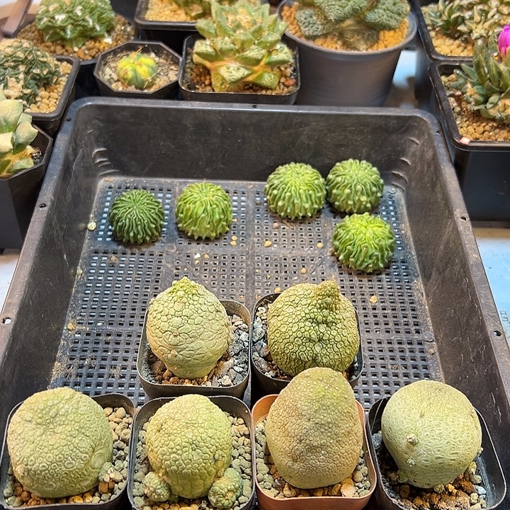 实生凝蹄玉4.3公分带盆