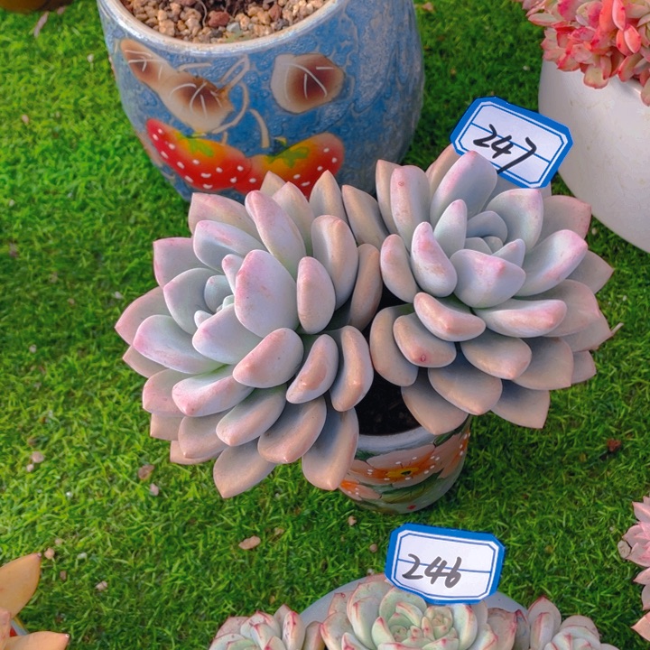 谢谢你的支持0000000247