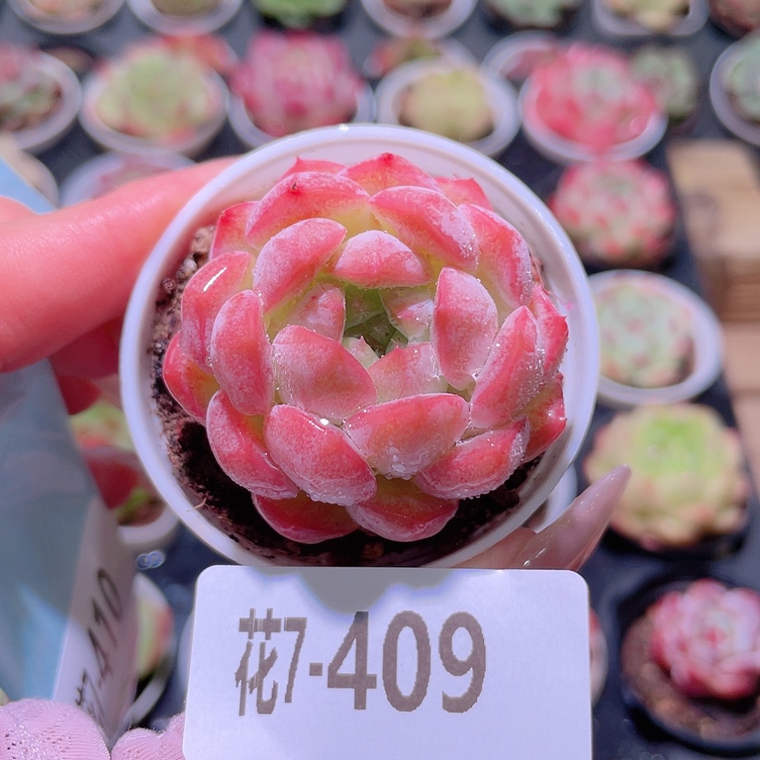 花利美7-409新品单头