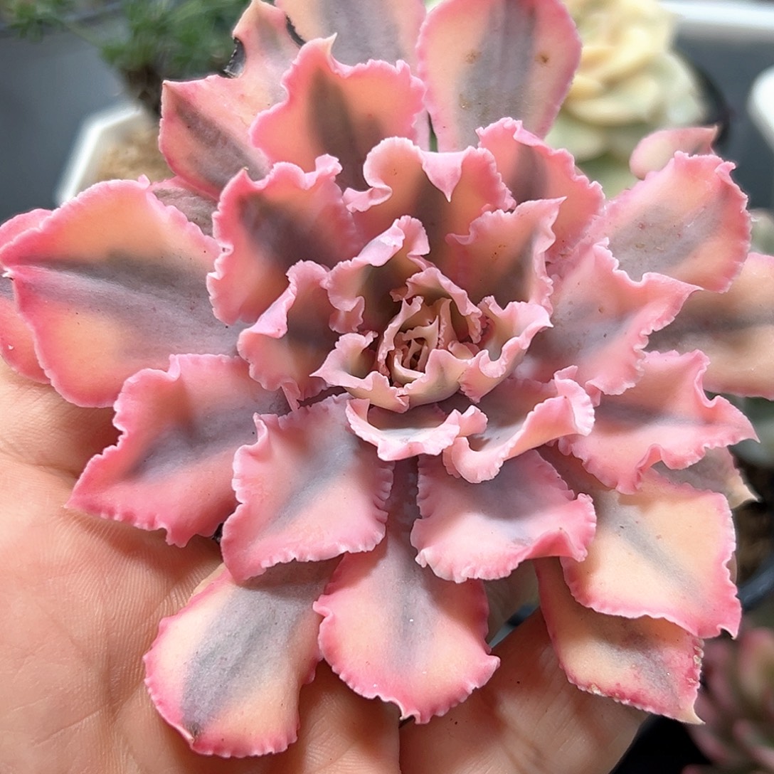 晚霞之舞锦无根 小方花圃一物一拍