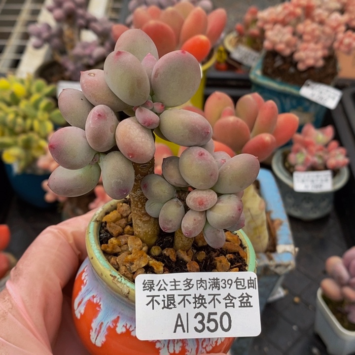 苹果奶5cm350多肉植物
