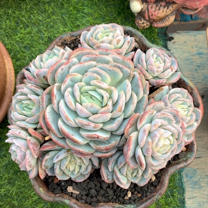 多肉植物 西娜一物一拍-4