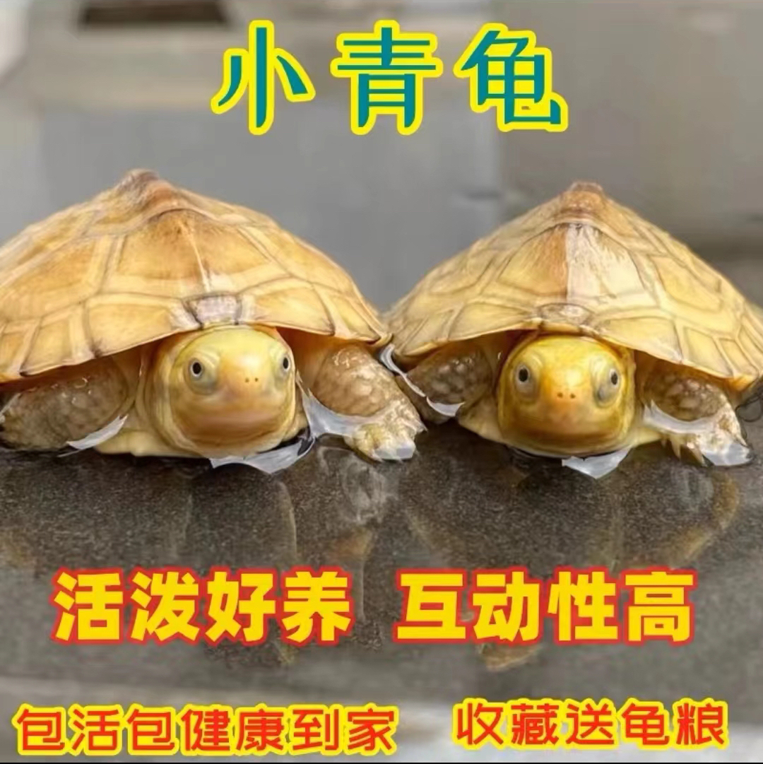 三黄皖南小青观赏龟链接