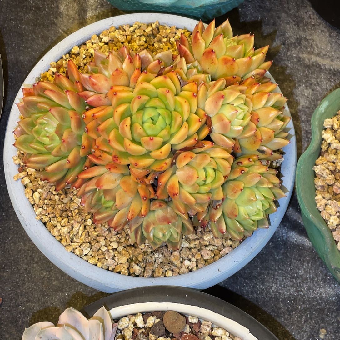 土****多肉植物一物一拍