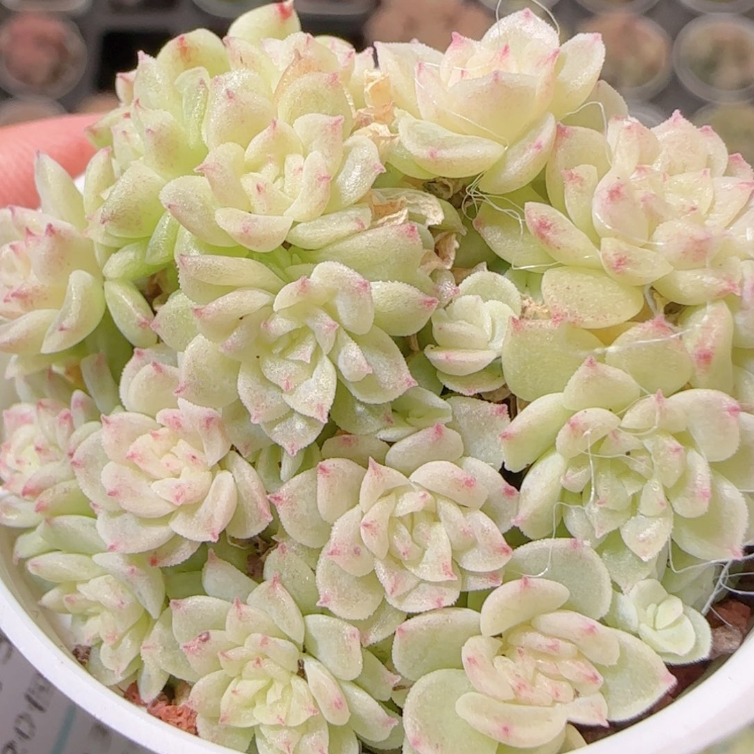 花语多肉1203-254