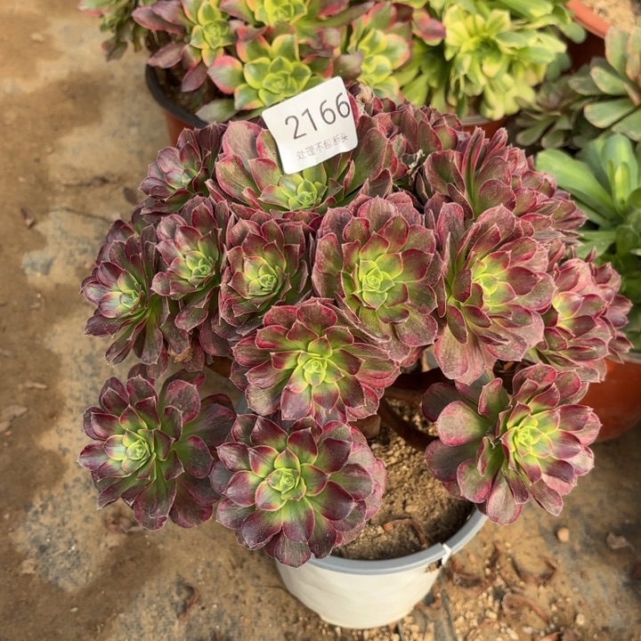 安娜锦多肉处理不包断头2166