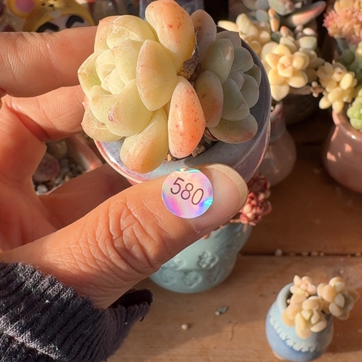 580 多肉含盆土30元包邮除偏远