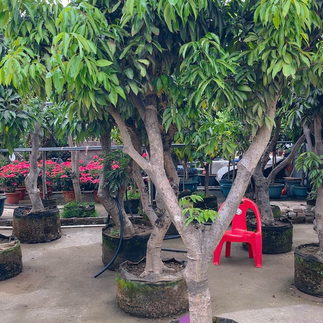 胡***哥完全开放果树果树111111