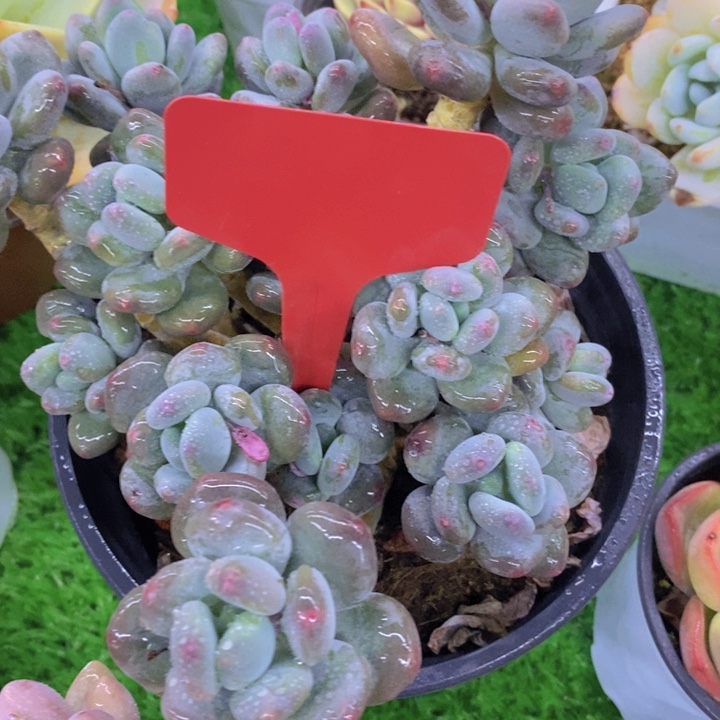 多肉植物，开心多肉