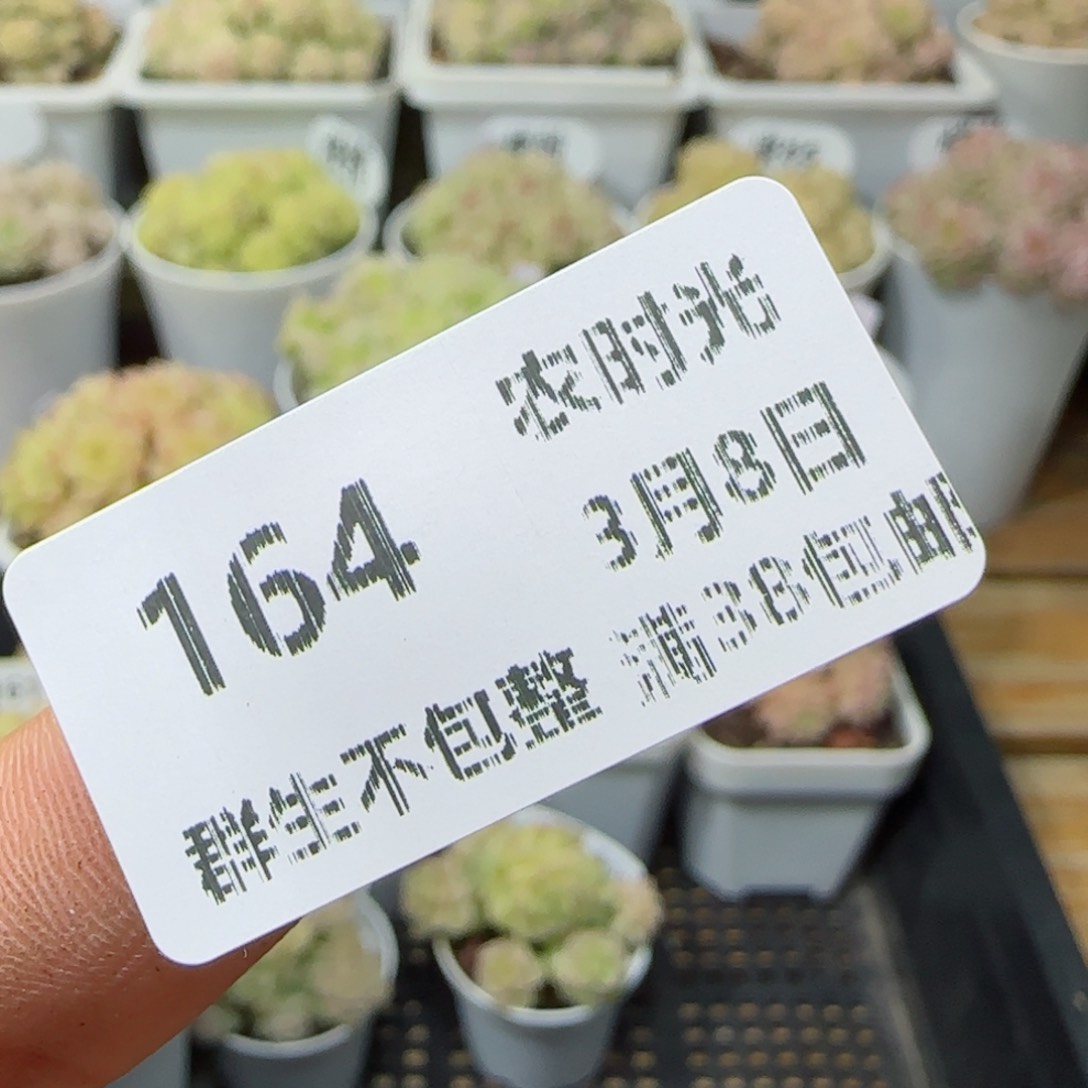 【闪购商品】0308-164（x-10）专拍