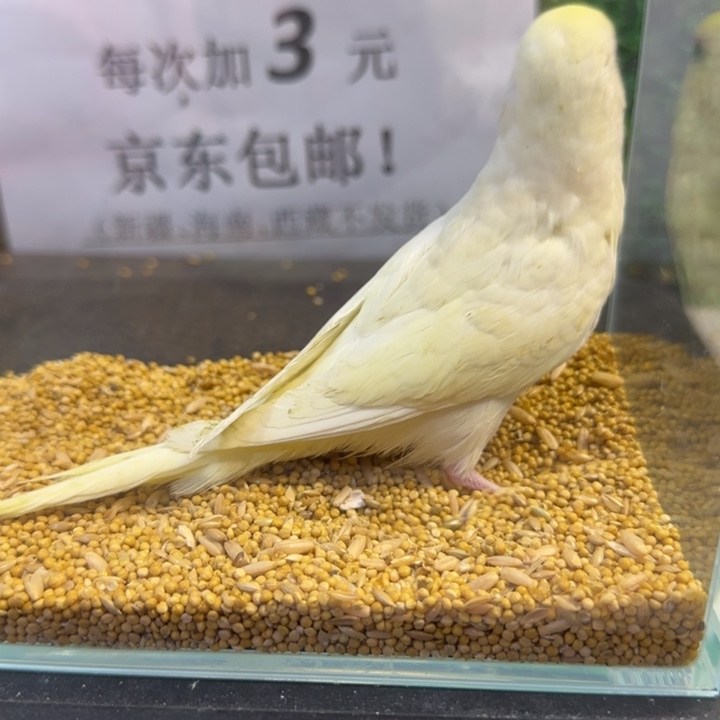 虎皮鹦鹉大头虎皮鹦鹉