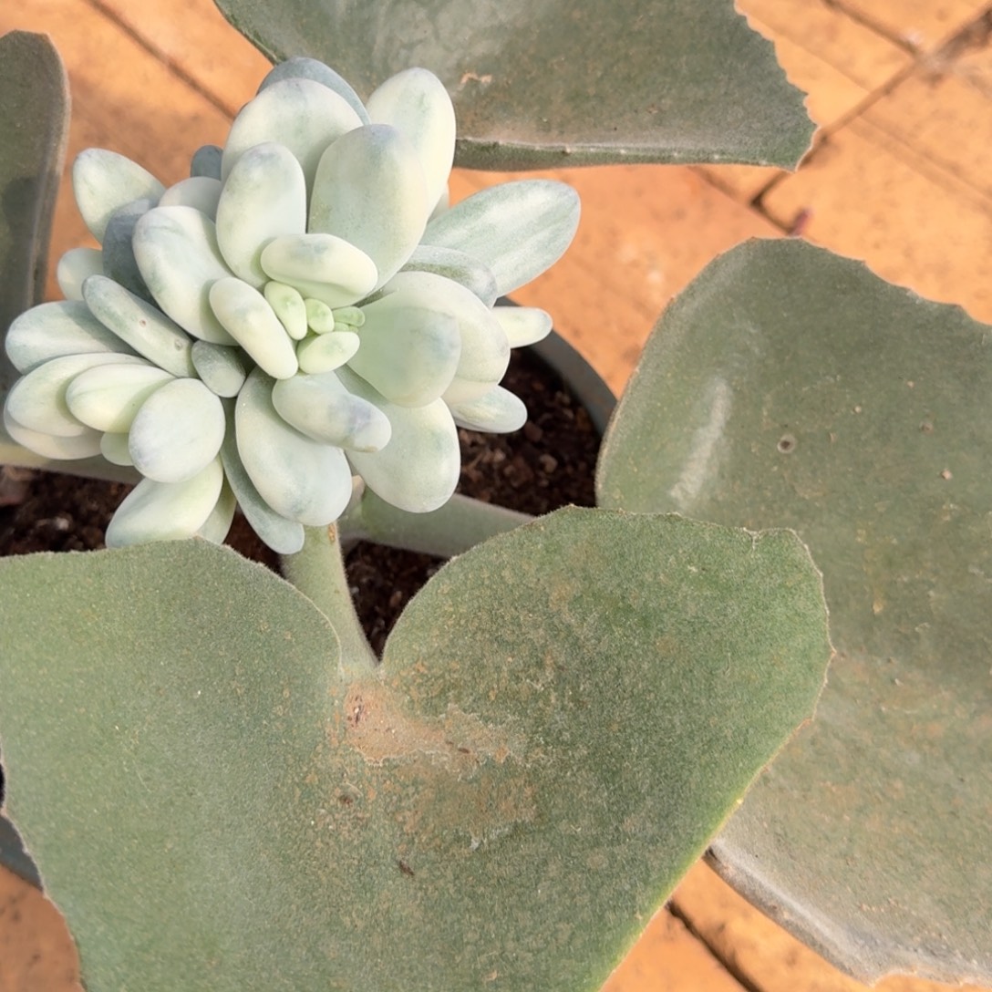 m***k寄养在我心里是我