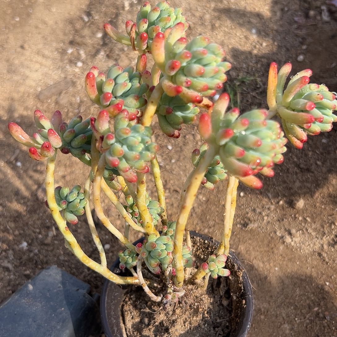 多肉植物饿了就肉兔兔兔