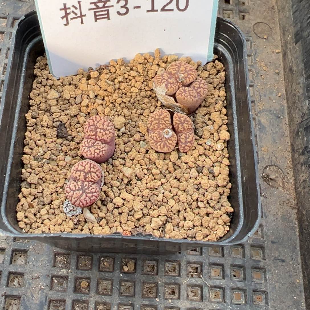 3-120肉锥多肉植物，