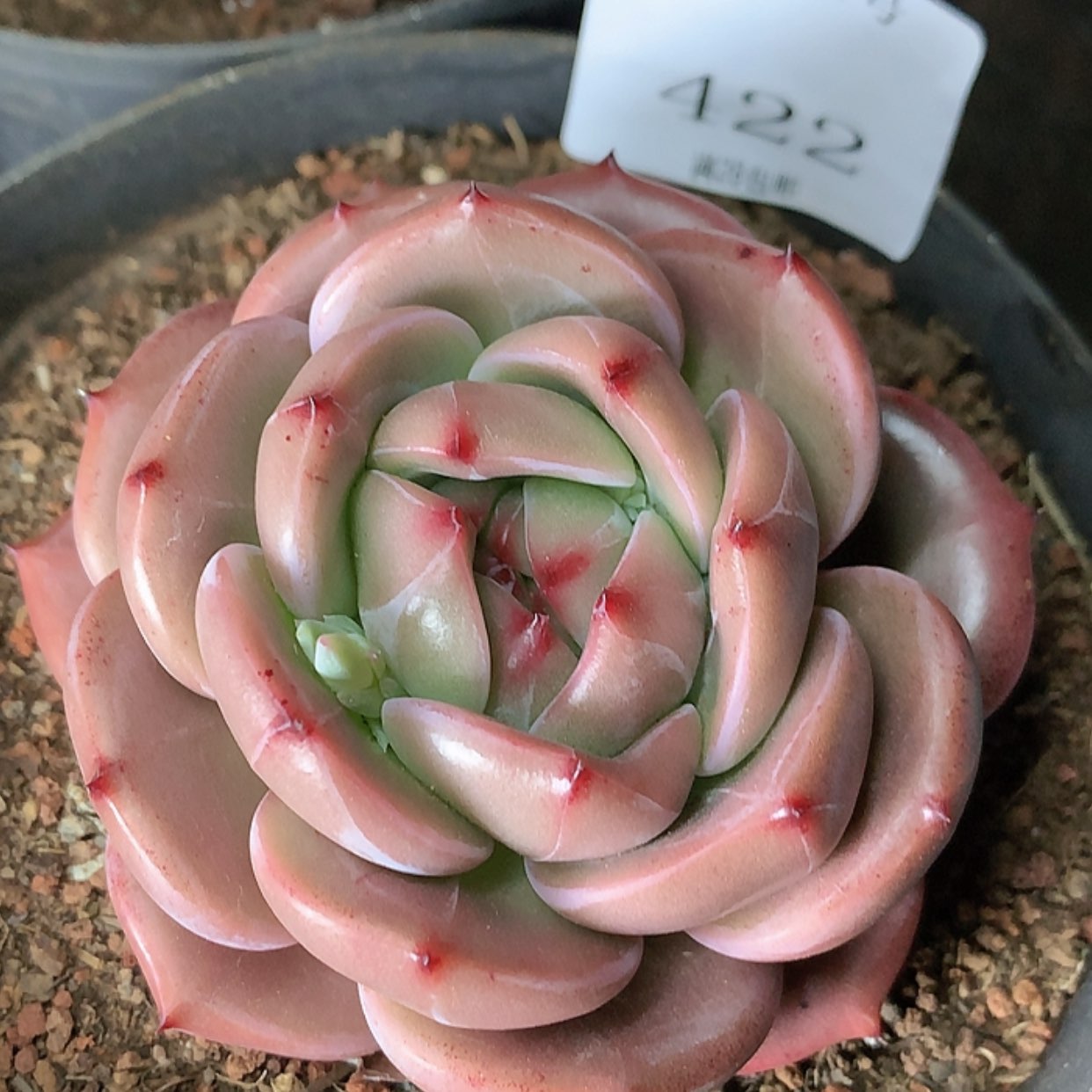 【闪购商品】云422