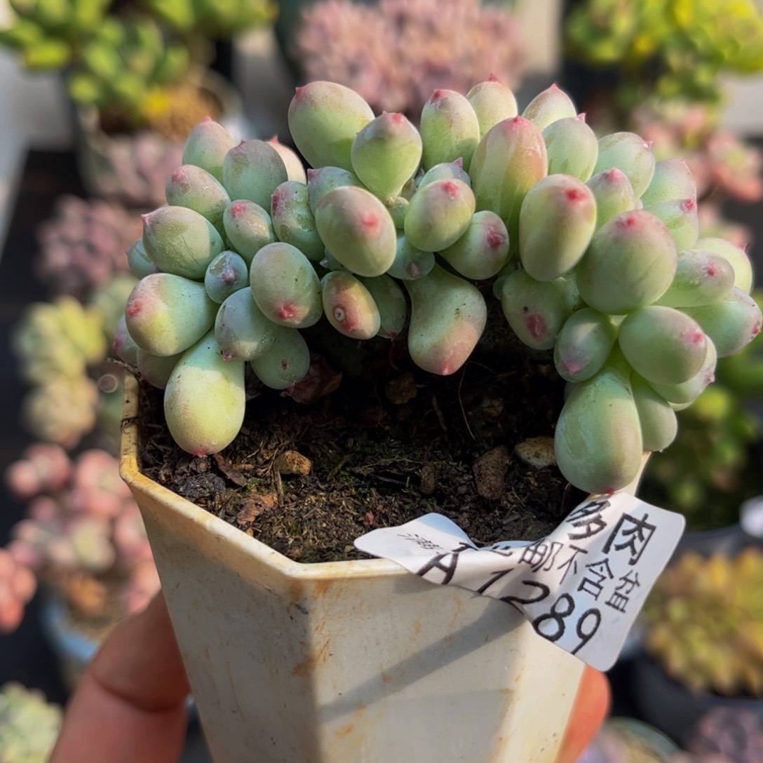 1289苹果奶缀5cmdr