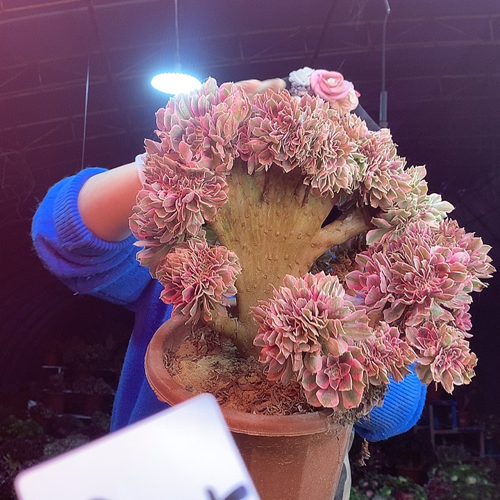 柒柒精品多肉脱土发货不包断侧枝S835