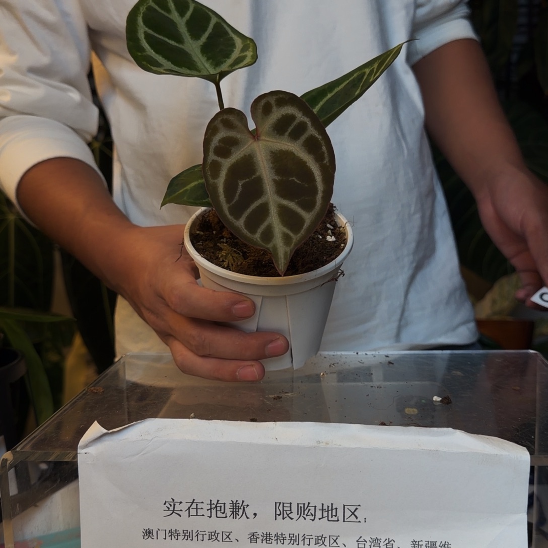 完全开放C197蝴蝶花烛杂银虎