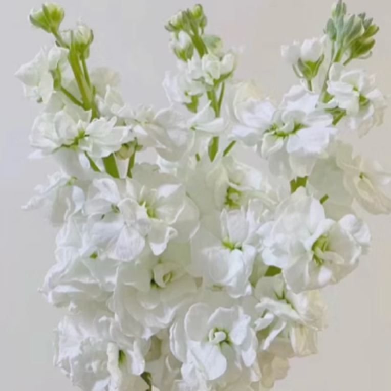 多色可选有香味重瓣紫罗兰鲜花花束花卉花束云南鲜花基地直发