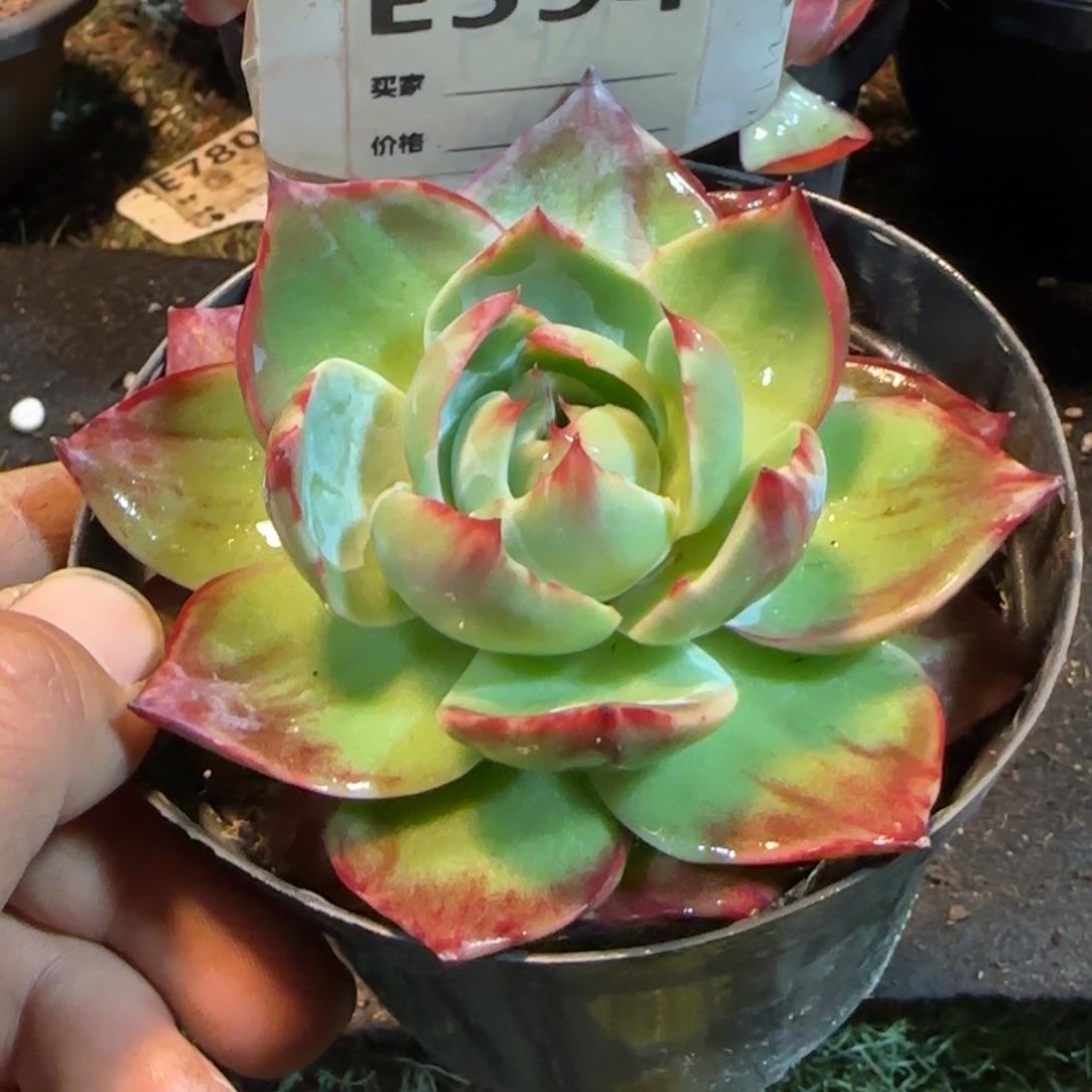 惊鸿一物一拍包装收缩花旱594