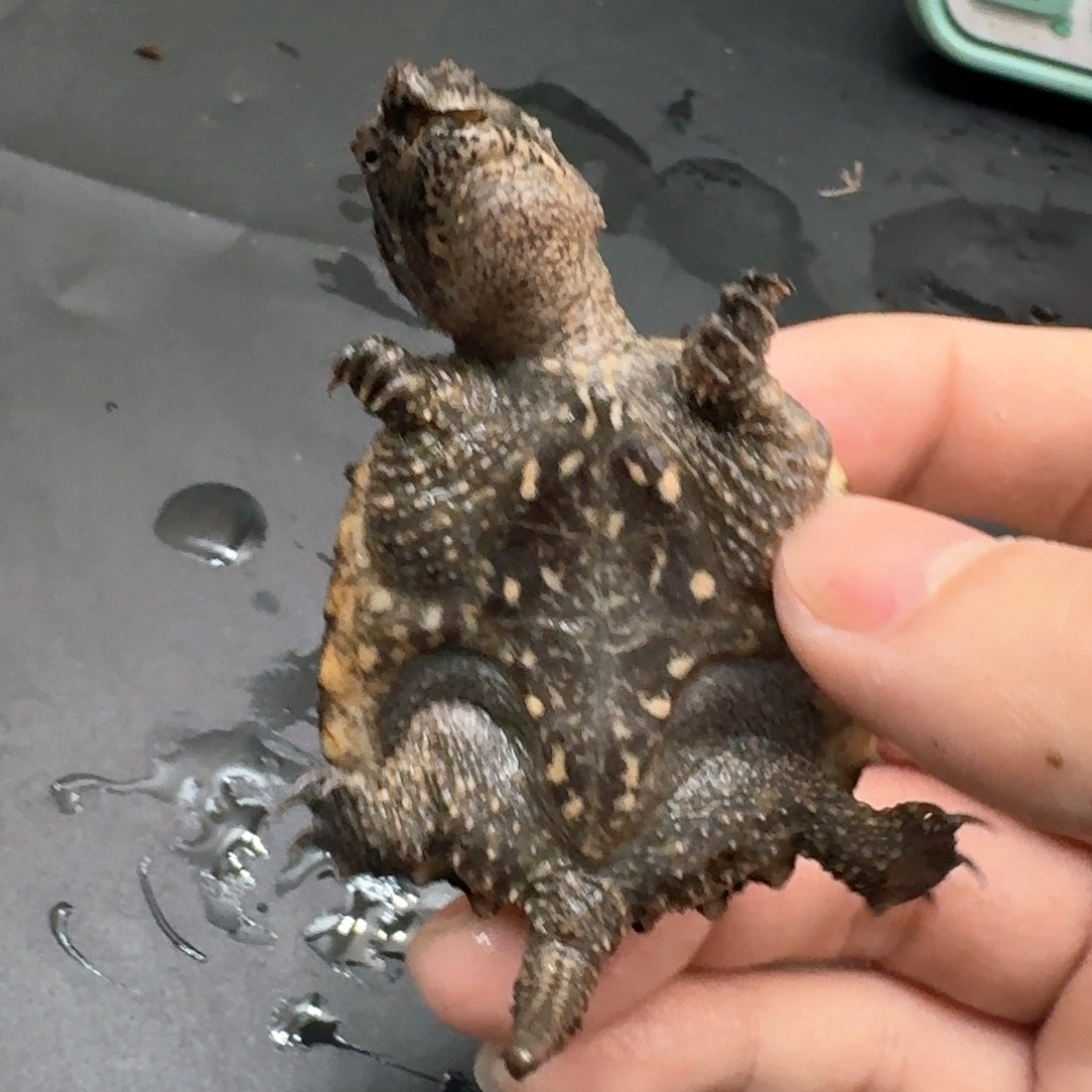 宠物龟不分公母111