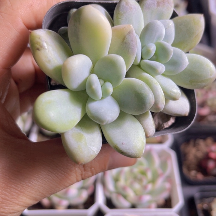 香水锦多肉植物496