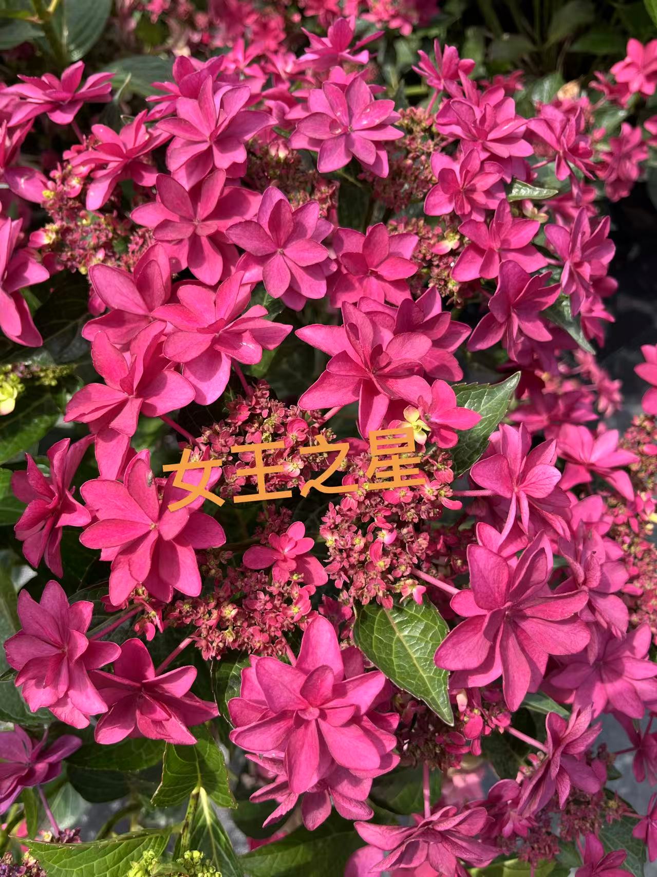 锄禾2【女王之星】高品质绣球-- 云南昆明发货  