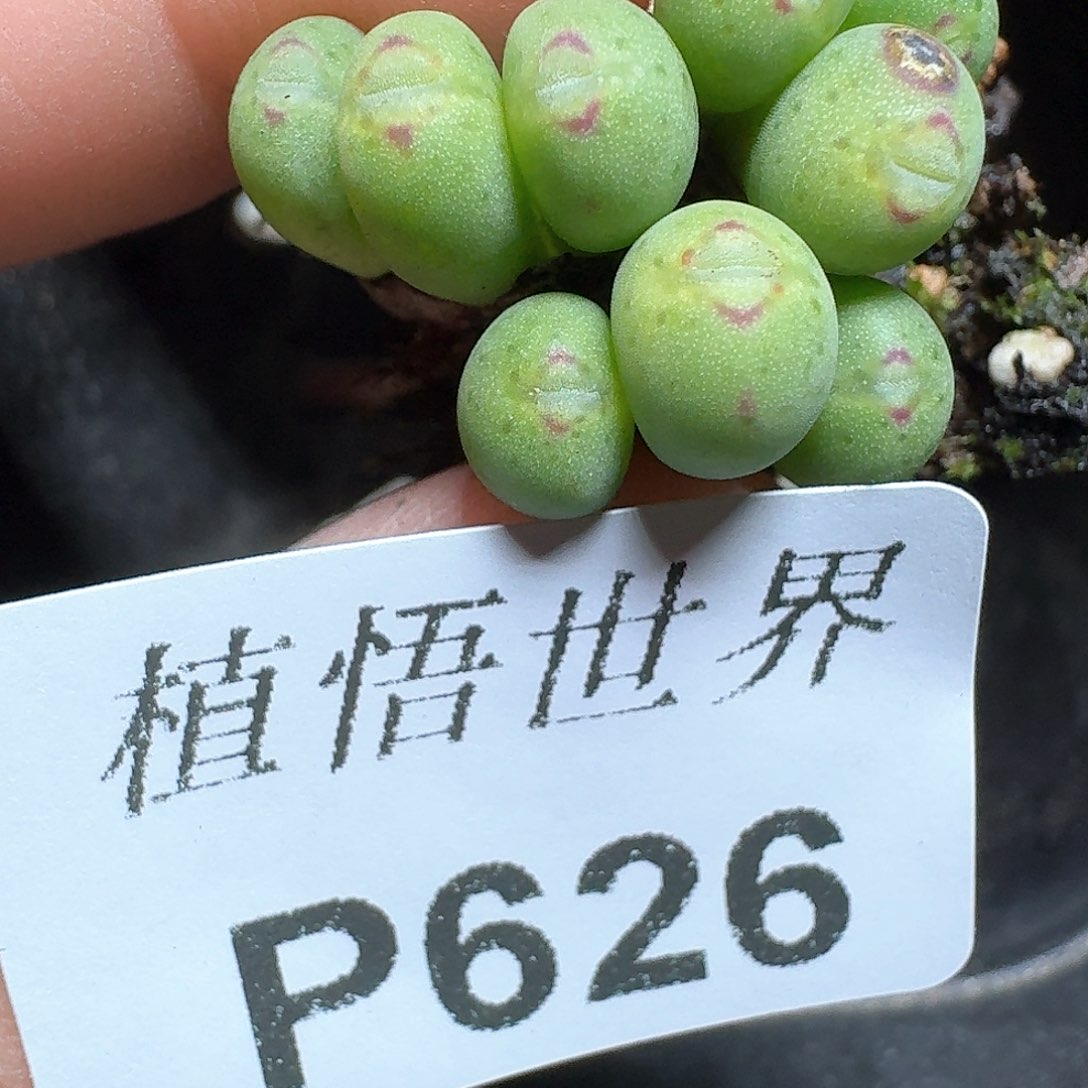 626号多肉植物哇f g