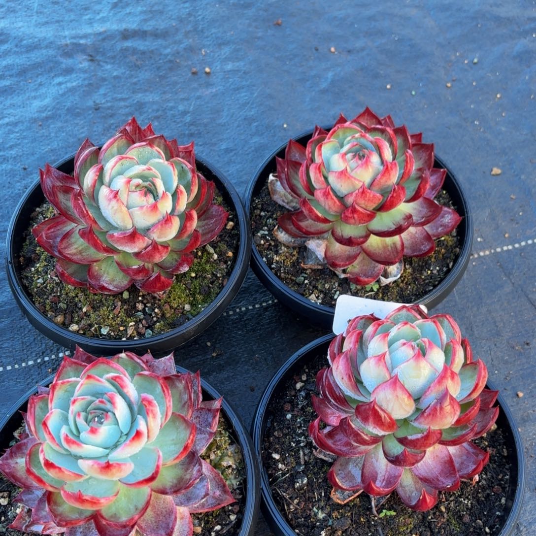 1***3哈哈哈哈宝贝宝贝宝贝宝贝宝贝