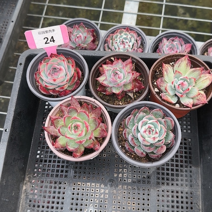 R***g24 惊鸿仙子多肉植物6-9cm 共5颗