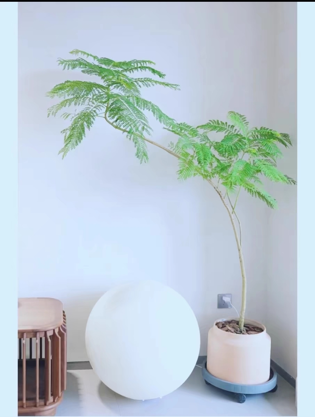 蓝花楹 禅意 唯美风格 客厅落地 店长推荐 皮实好养 软装灵魂