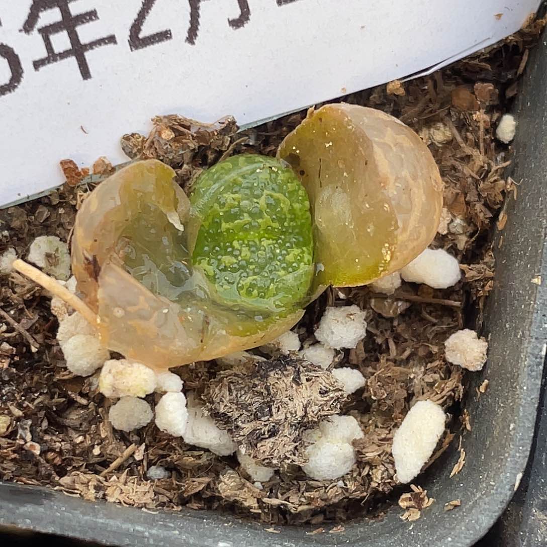 18-107泡泡勋章肉锥