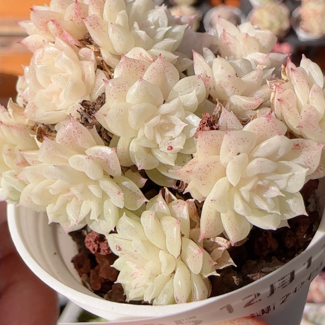 花语多肉1211-305散