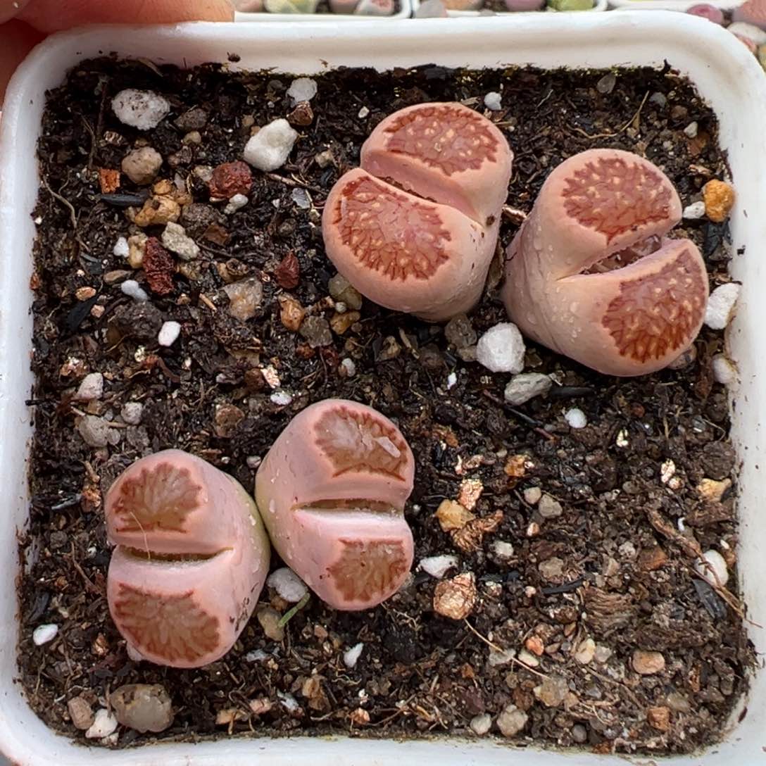 3.4好看的多肉脱土发货702