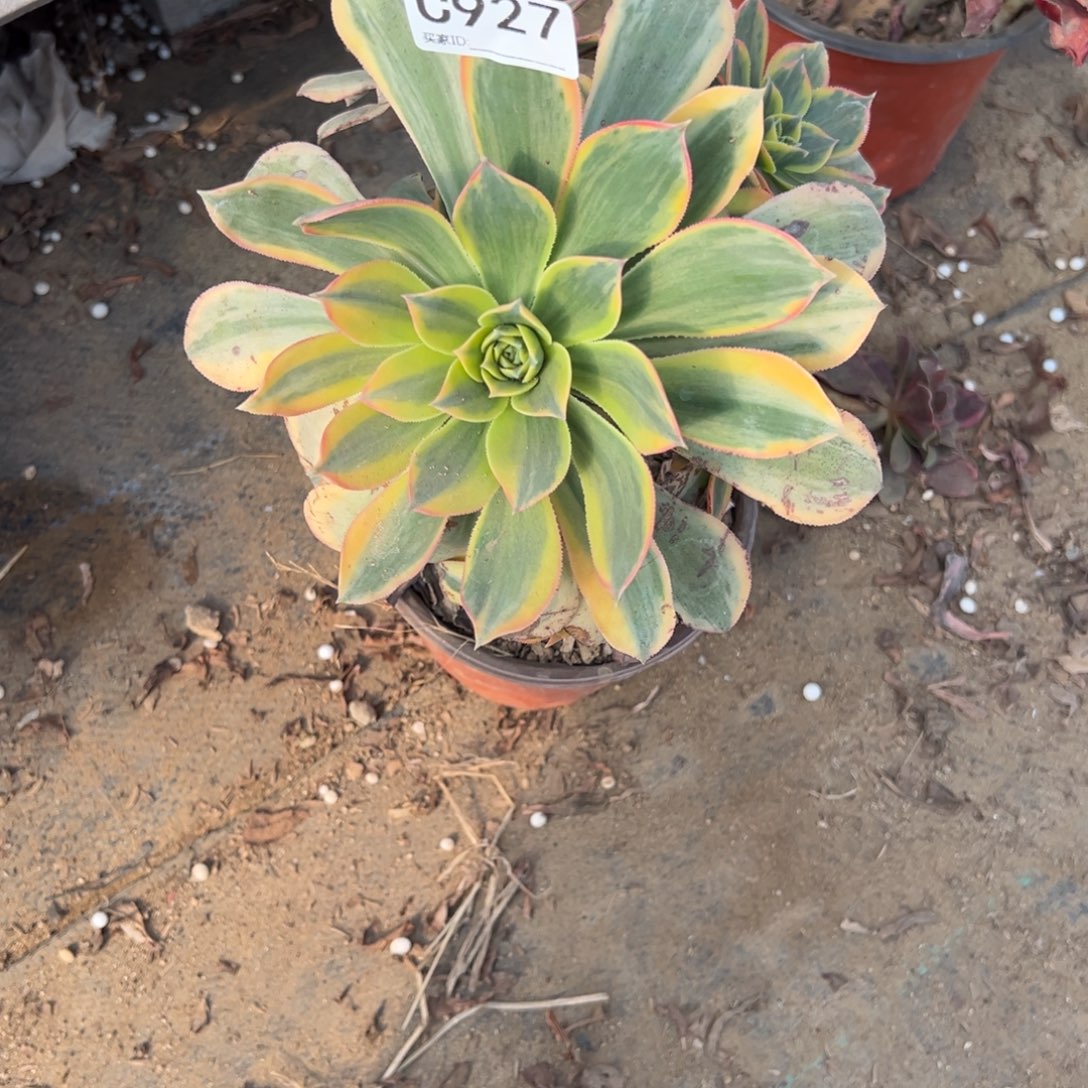 妥***啦927灿烂多肉植物法师