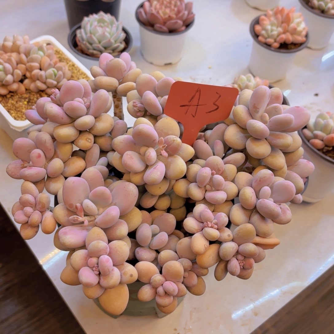 郑****?我的小可爱们都好可爱