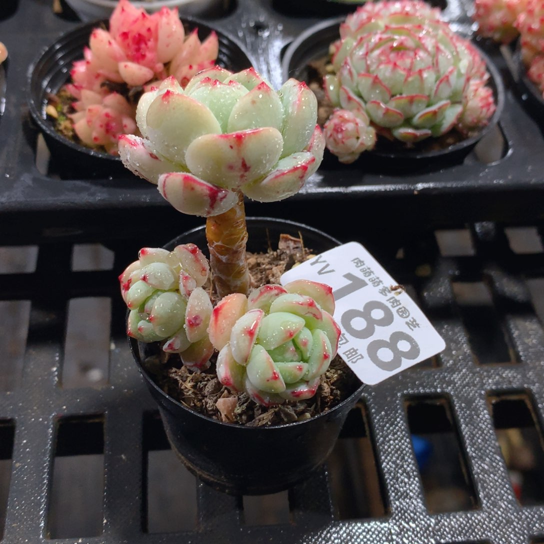 肉萌萌拇指盆精控多肉YV188