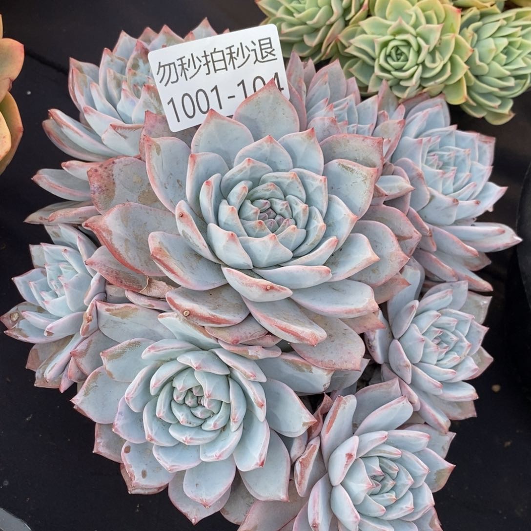 两单包邮101-104粉蓝鸟