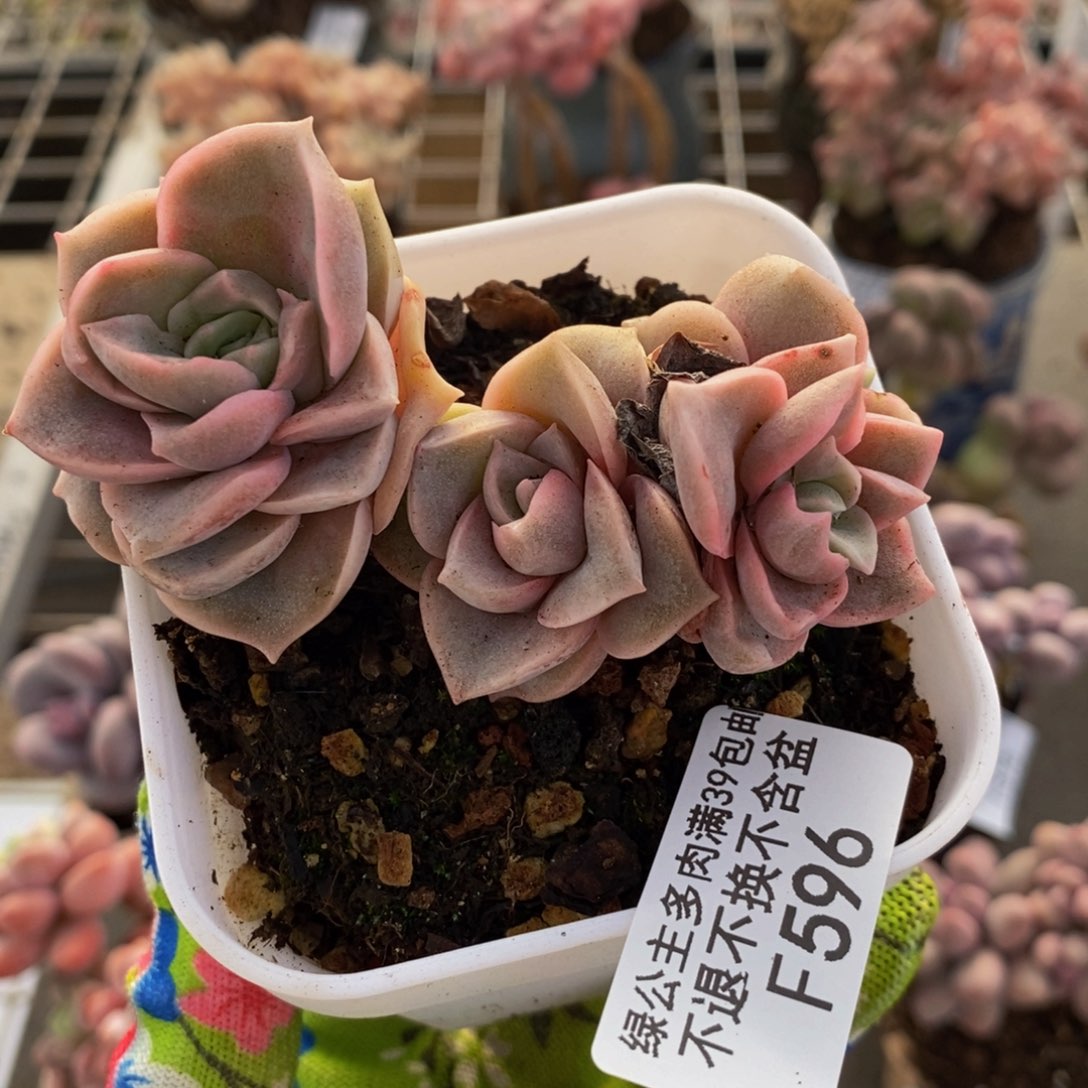 可爱玫瑰596/7c m