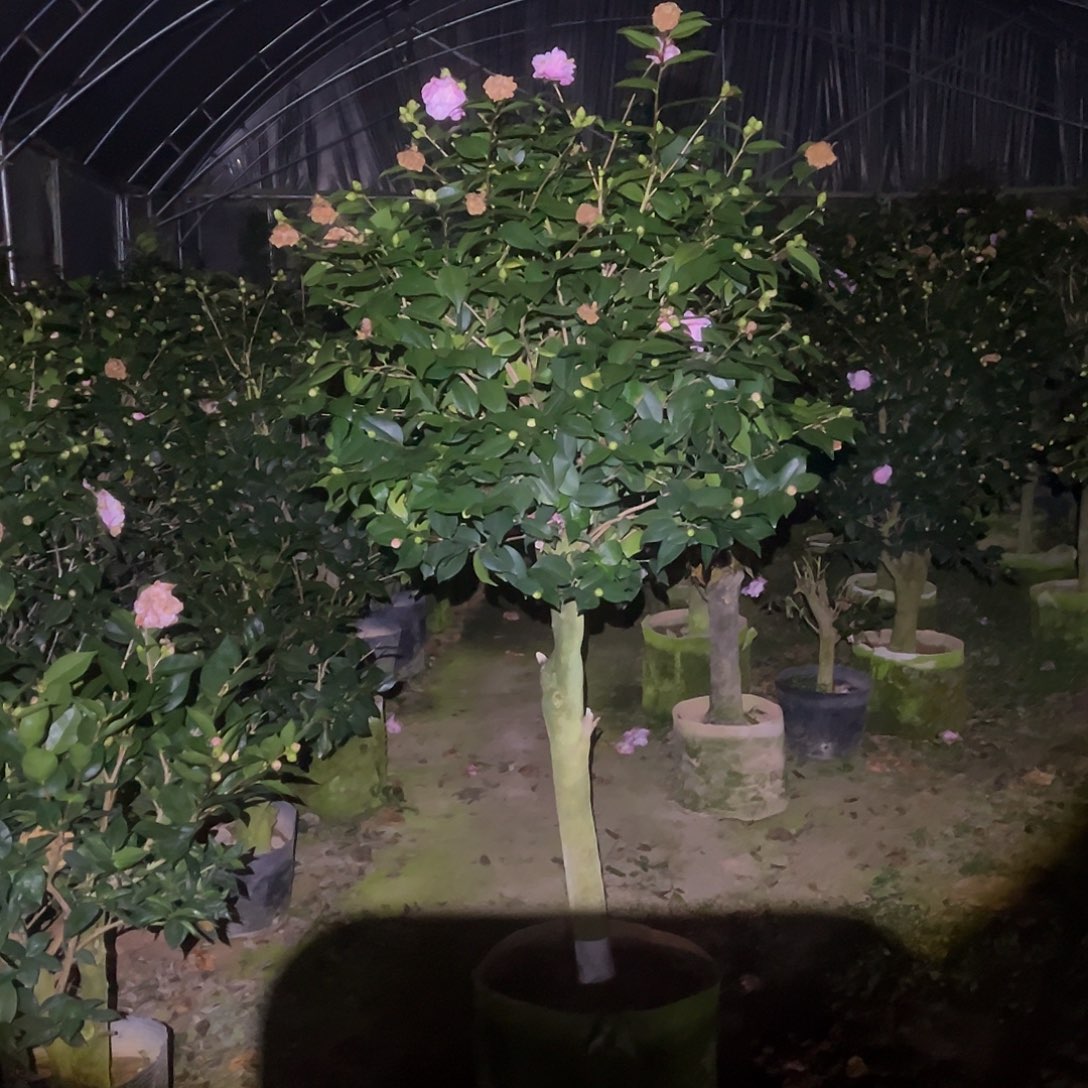 大部分花苞少量开放