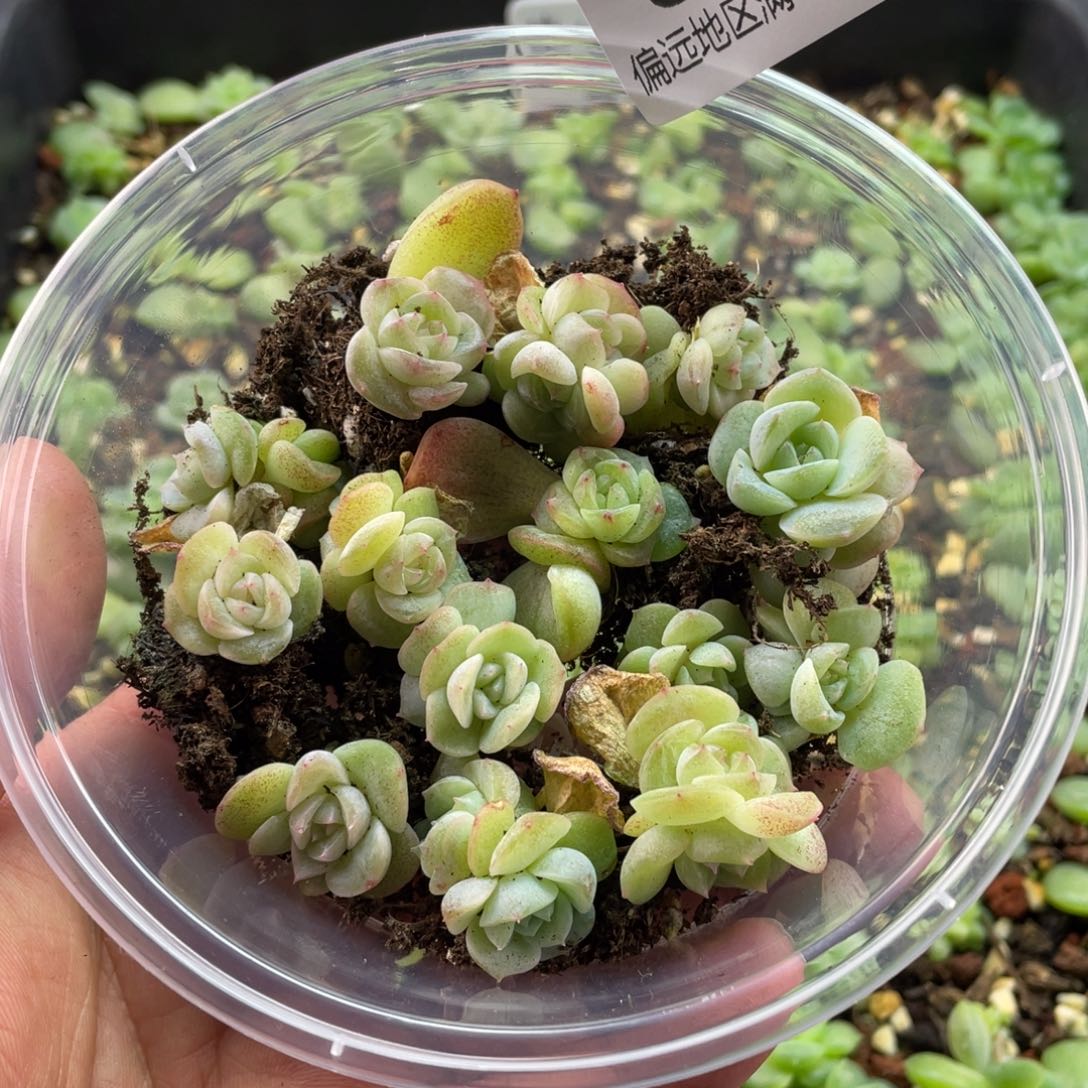 谪仙一物一拍609….