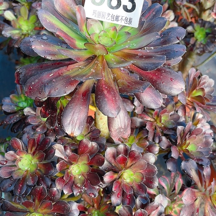 【闪购商品】懵**年583晚霞花2-14