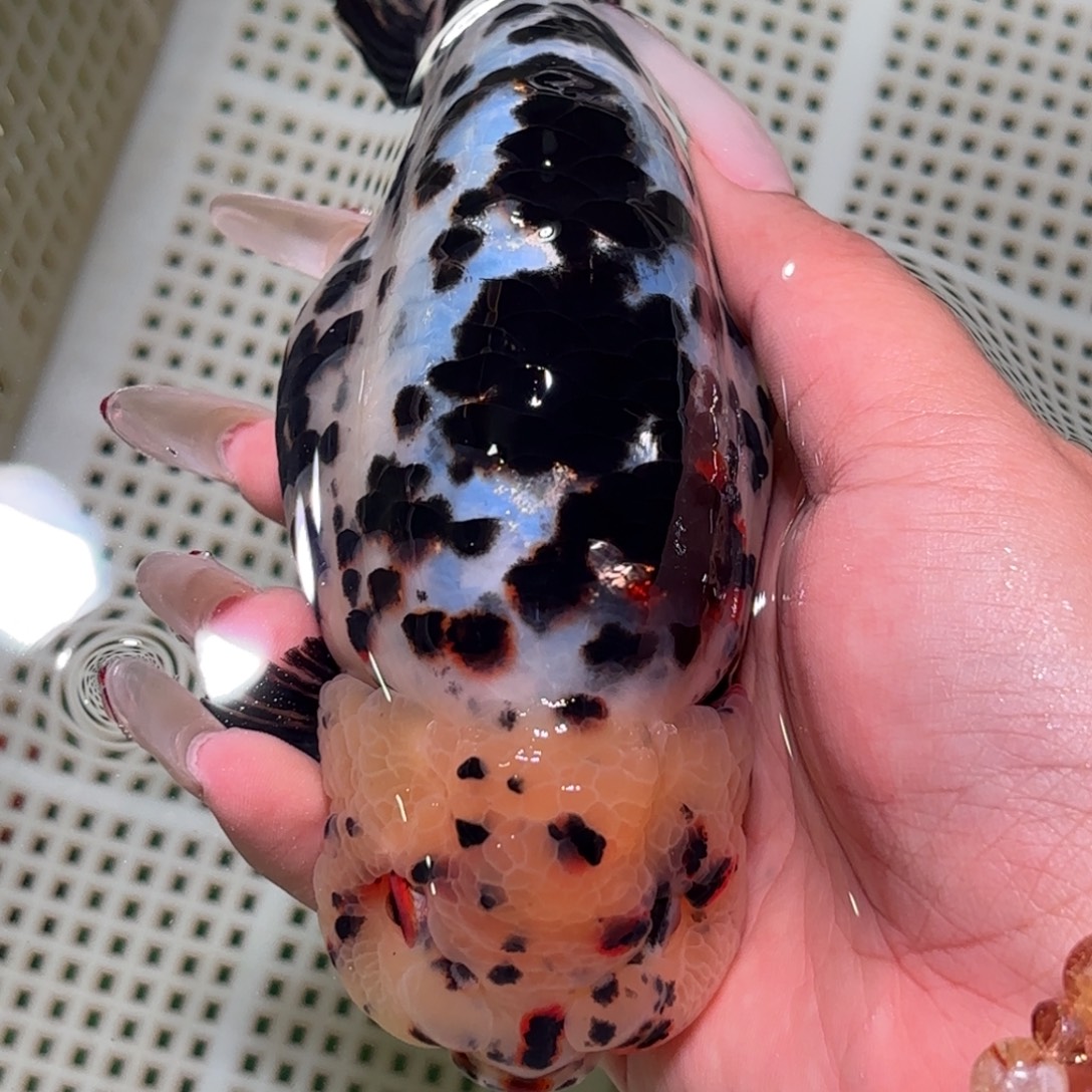 芒***仔金鱼拍包装包邮，不拍包装运费到付