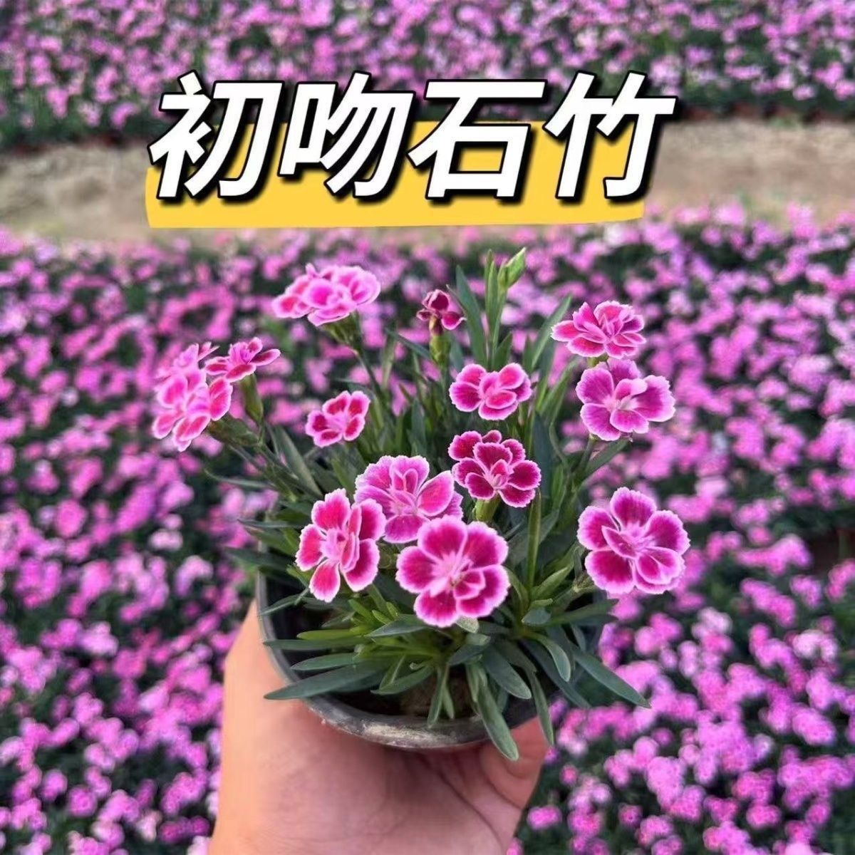 ［欧石竹初吻/11cm盆］四季开花草坪多年生耐寒耐旱庭院盆栽花镜绿