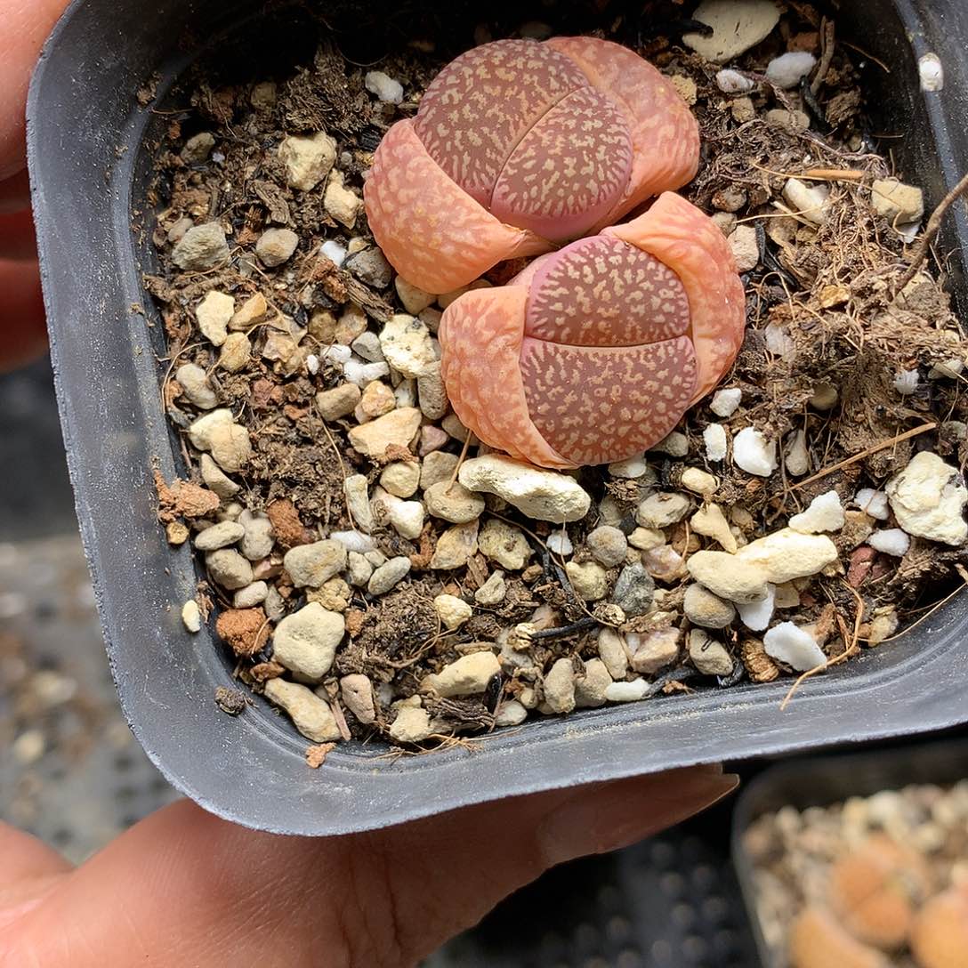 E41多肉植物保护研究所