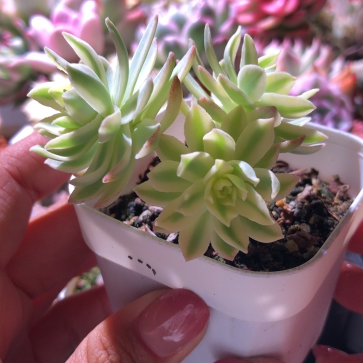 薄花妆覆轮锦群生有根