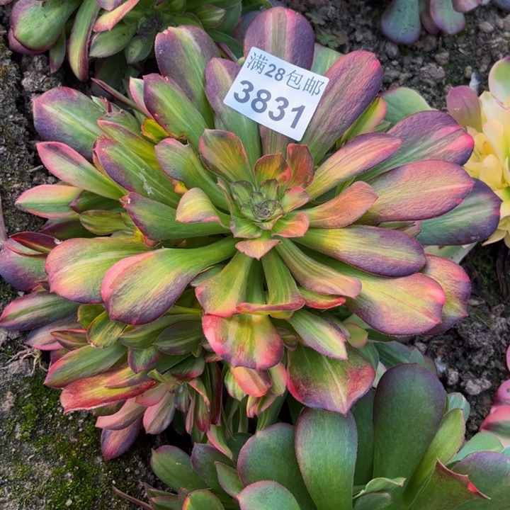 3831南七彩多肉植物